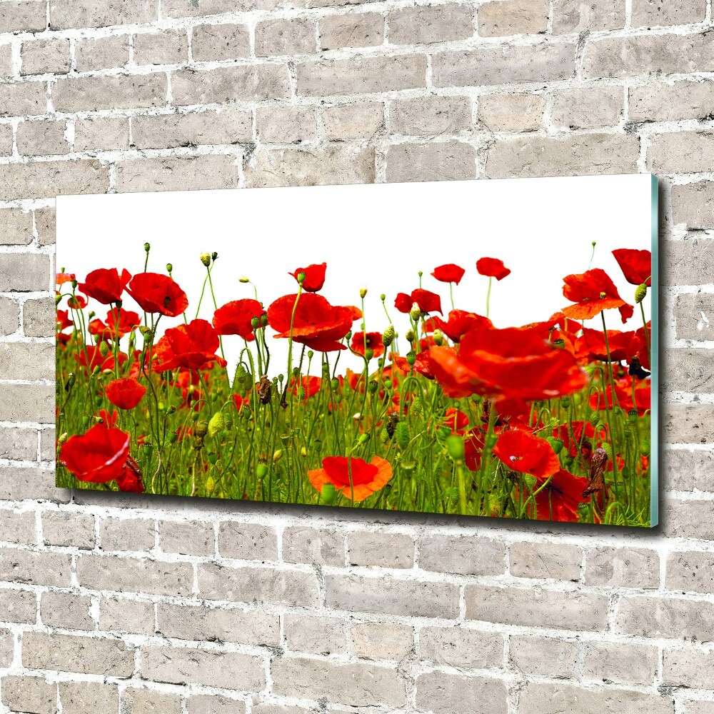 Glass acrylic wall art Field poppies