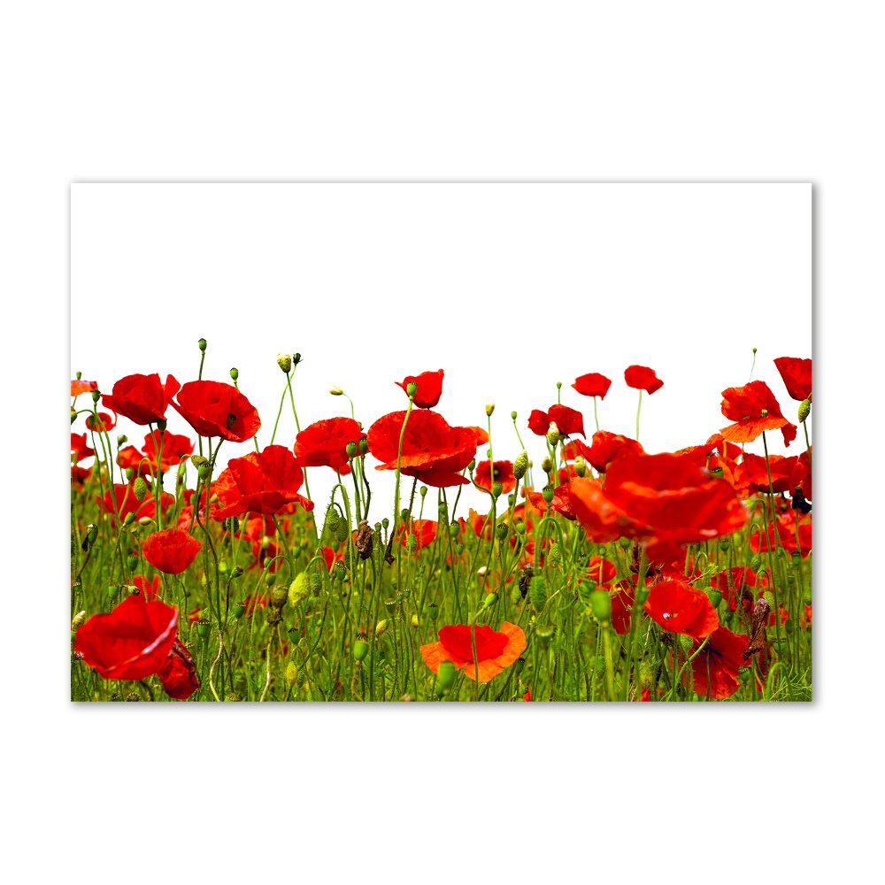 Glass acrylic wall art Field poppies