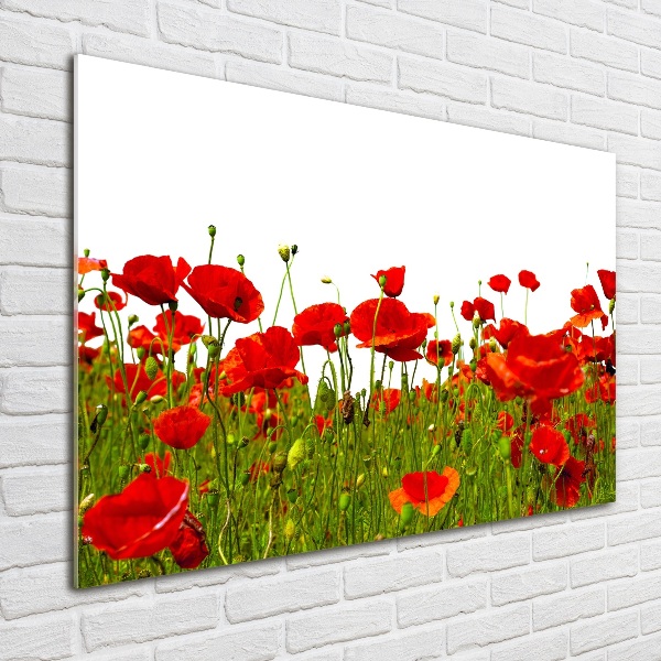 Glass acrylic wall art Field poppies