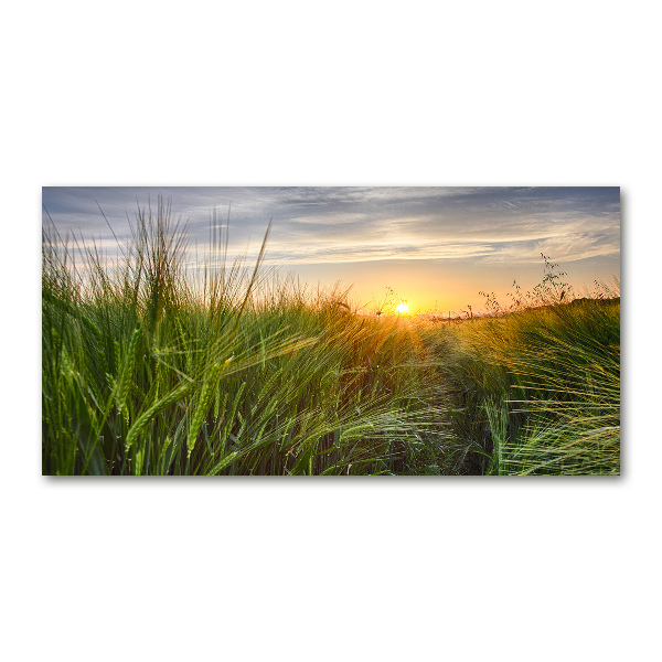 Wall art acrylic Wheat field