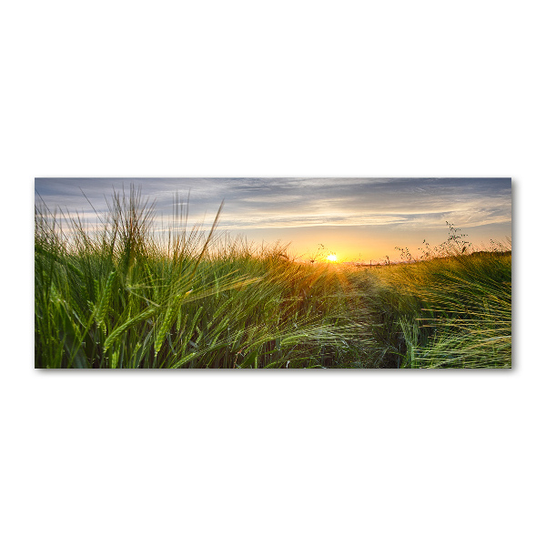 Wall art acrylic Wheat field