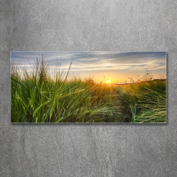 Wall art acrylic Wheat field