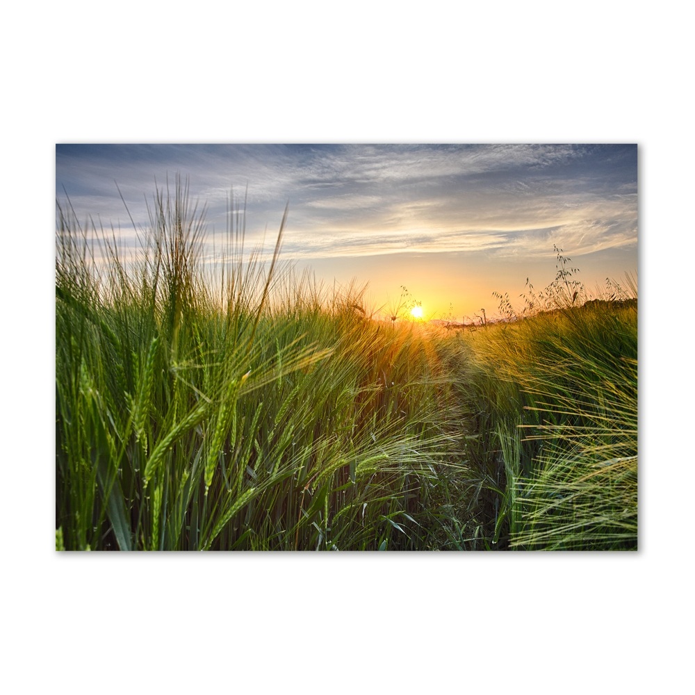 Wall art acrylic Wheat field