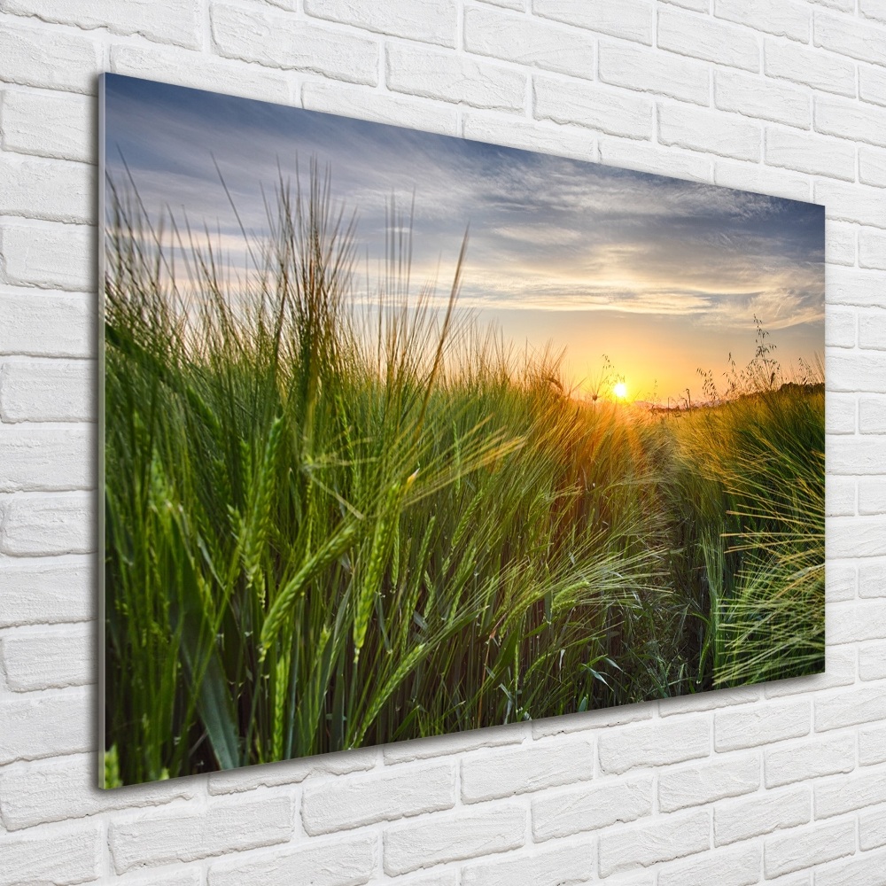 Wall art acrylic Wheat field