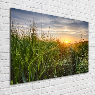 Wall art acrylic Wheat field