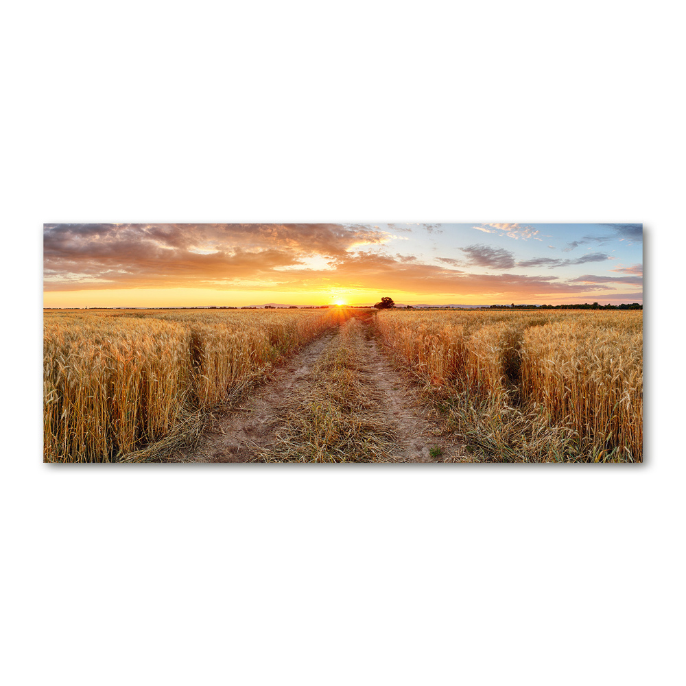 Acrylic wall art Wheat field