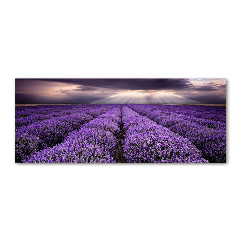 Print on acrylic Lavender field