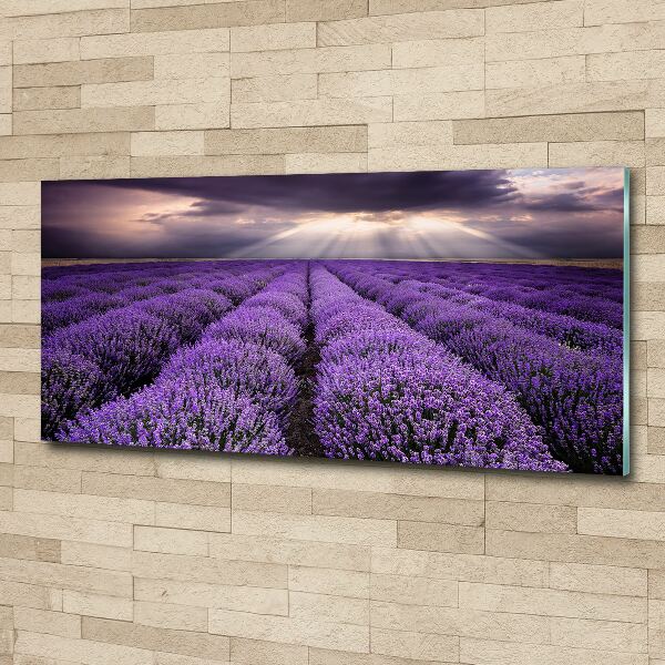 Print on acrylic Lavender field