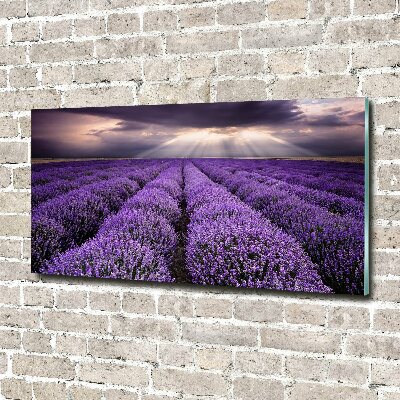 Print on acrylic Lavender field