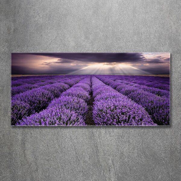 Print on acrylic Lavender field