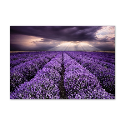 Print on acrylic Lavender field