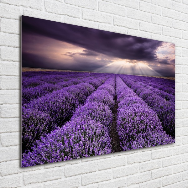 Print on acrylic Lavender field