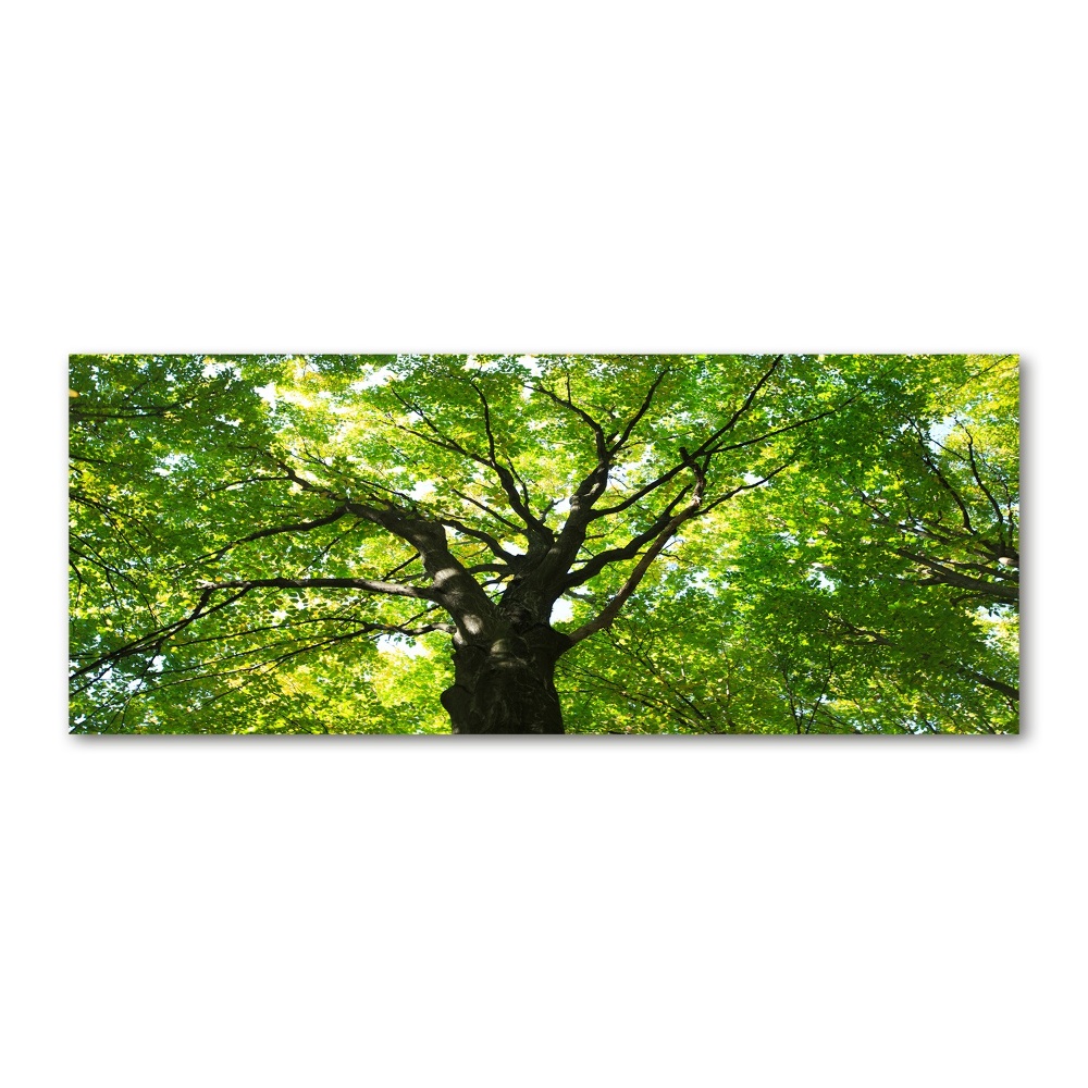 Glass acrylic wall art Green Forest