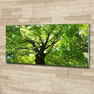 Glass acrylic wall art Green Forest