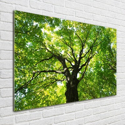 Glass acrylic wall art Green Forest