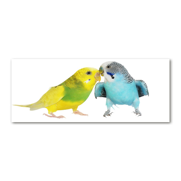 Print on acrylic Faded parakeets