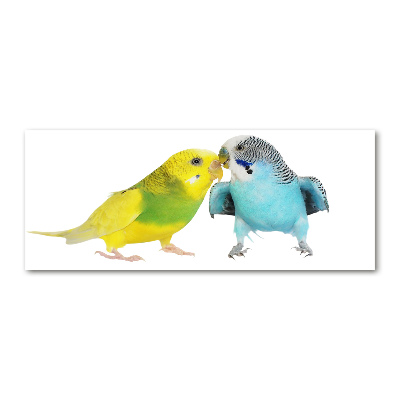 Print on acrylic Faded parakeets