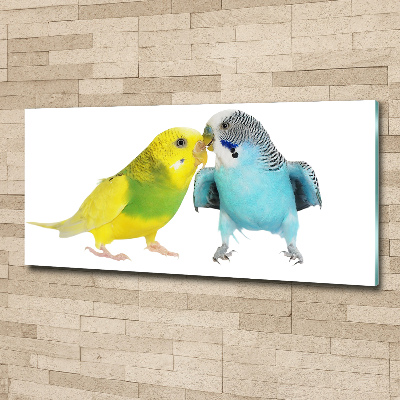 Print on acrylic Faded parakeets