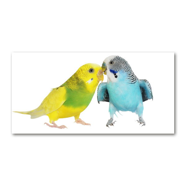 Print on acrylic Faded parakeets