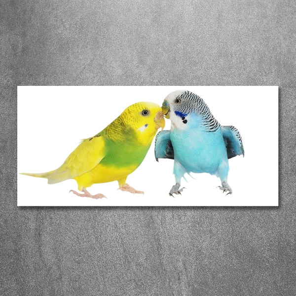 Print on acrylic Faded parakeets