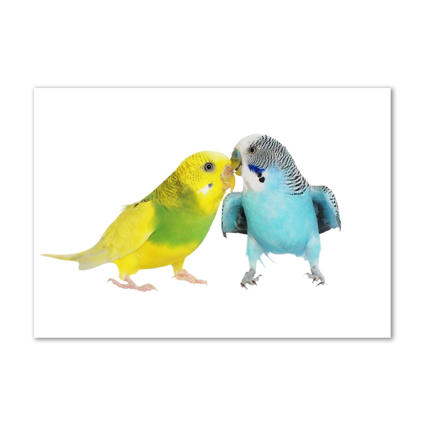 Print on acrylic Faded parakeets