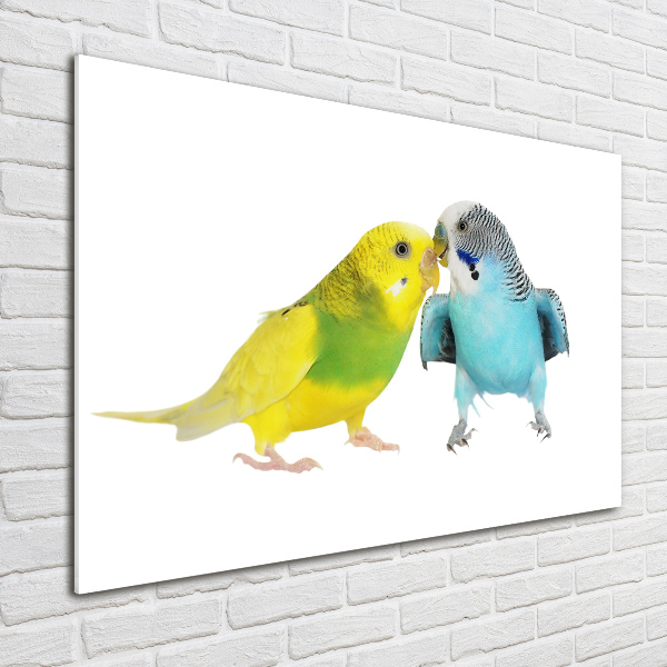 Print on acrylic Faded parakeets