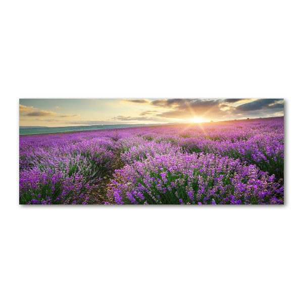 Acrylic wall art Lavender field