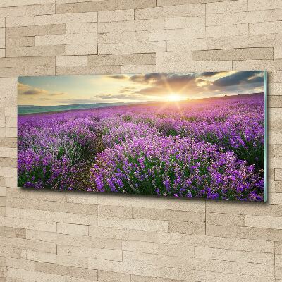 Acrylic wall art Lavender field