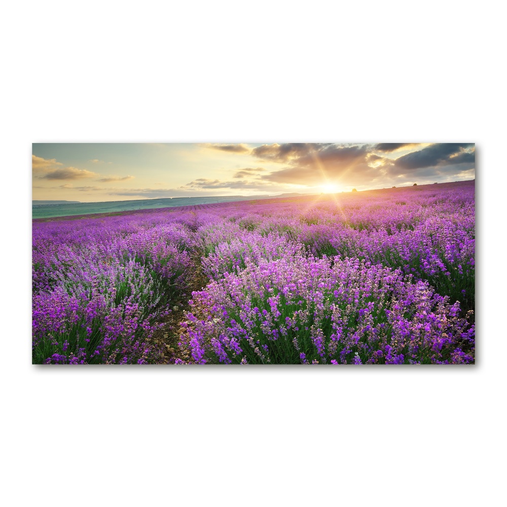 Acrylic wall art Lavender field