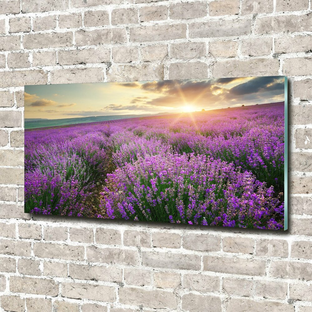 Acrylic wall art Lavender field