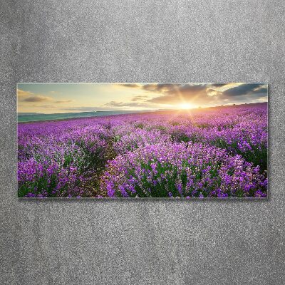 Acrylic wall art Lavender field