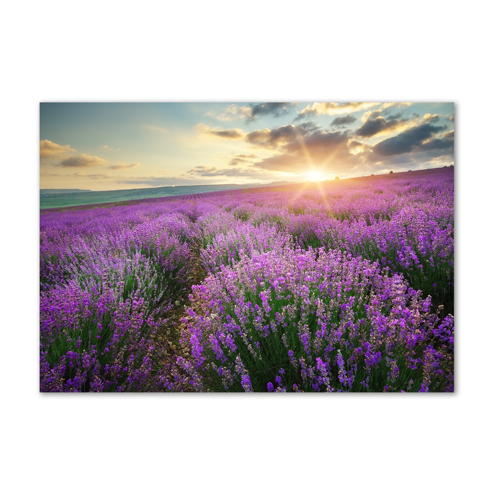 Acrylic wall art Lavender field