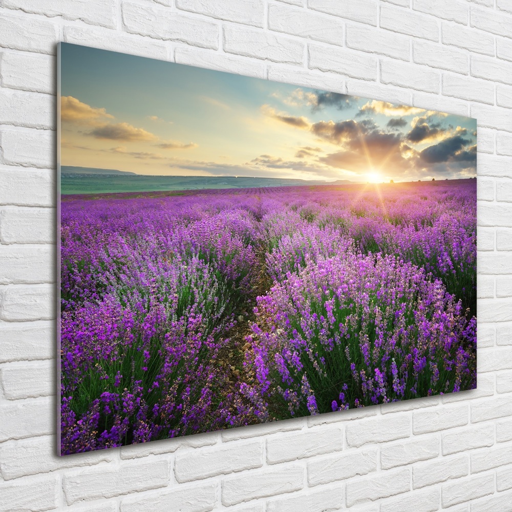 Acrylic wall art Lavender field