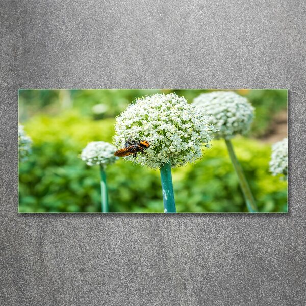 Acrylic wall picture Flowering garlic