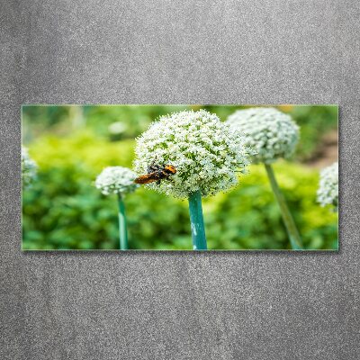 Acrylic wall picture Flowering garlic