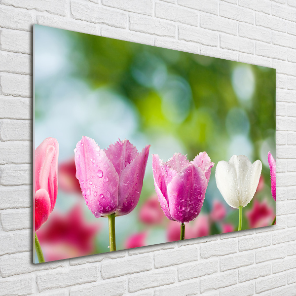 Acrylic wall picture Tulips