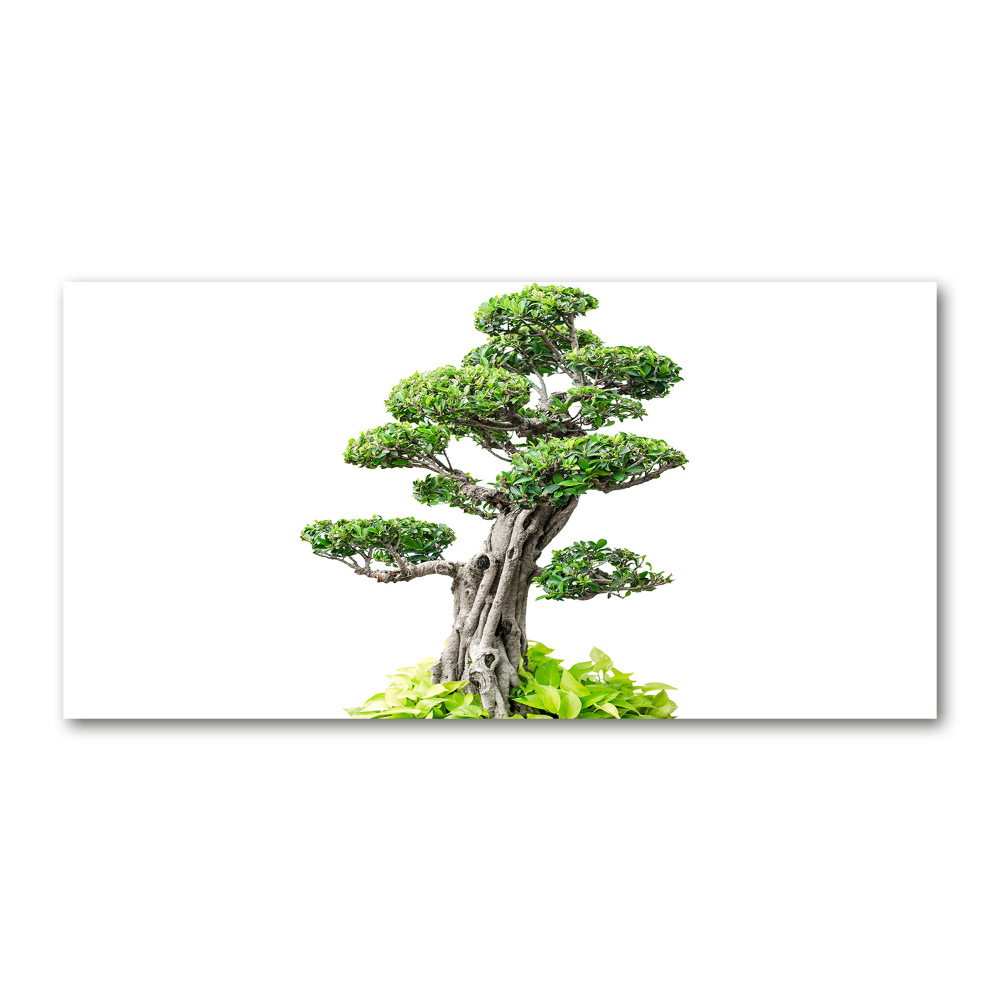 Acrylic wall picture Bonsai tree