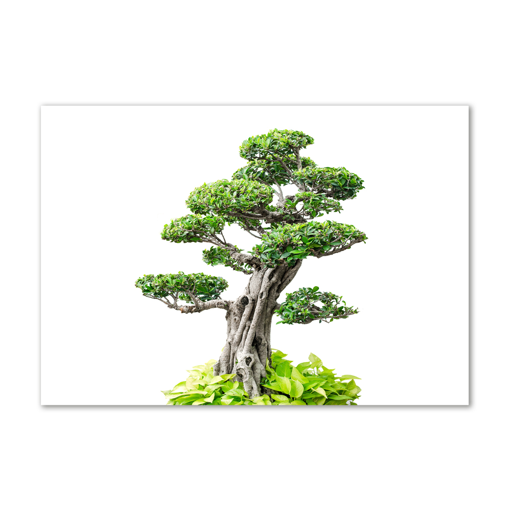 Acrylic wall picture Bonsai tree