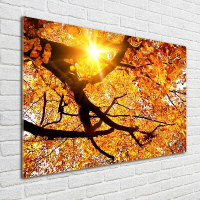 Print on acrylic Crown of trees autumn