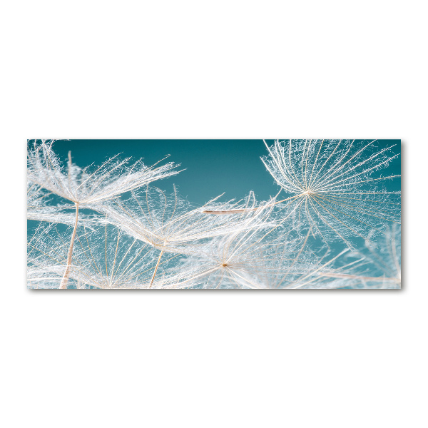 Print on acrylic Dandelion seeds