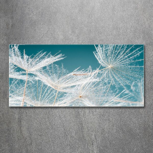 Print on acrylic Dandelion seeds