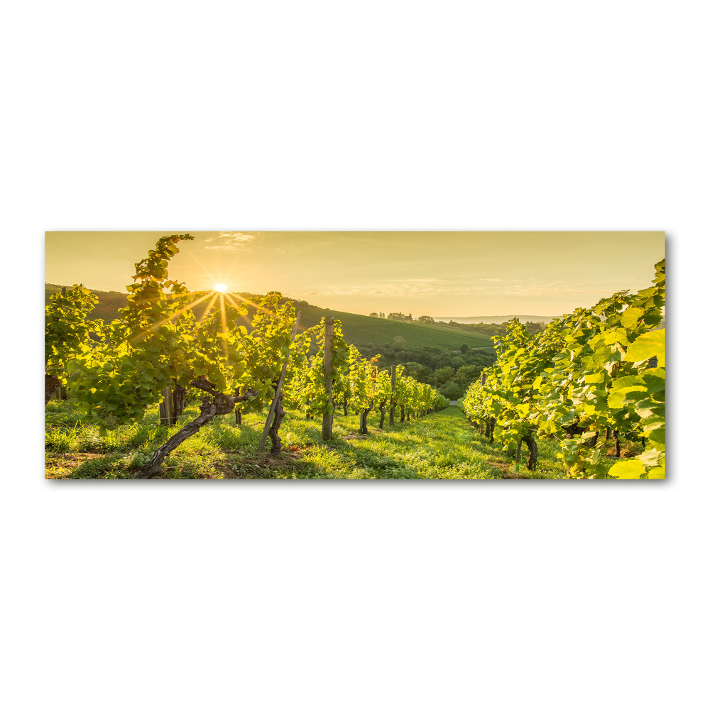 Acrylic print Vineyard