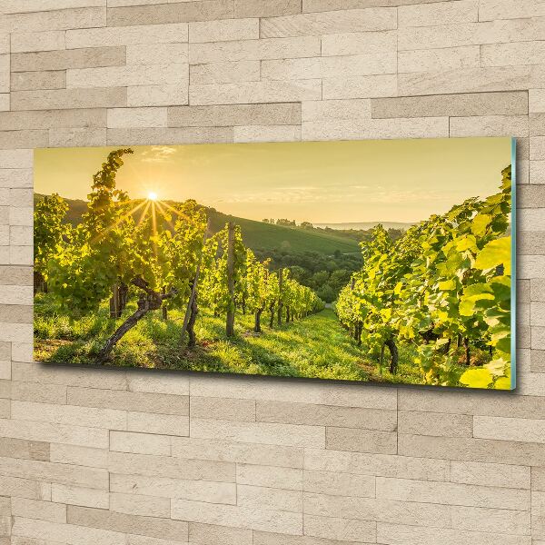 Acrylic print Vineyard