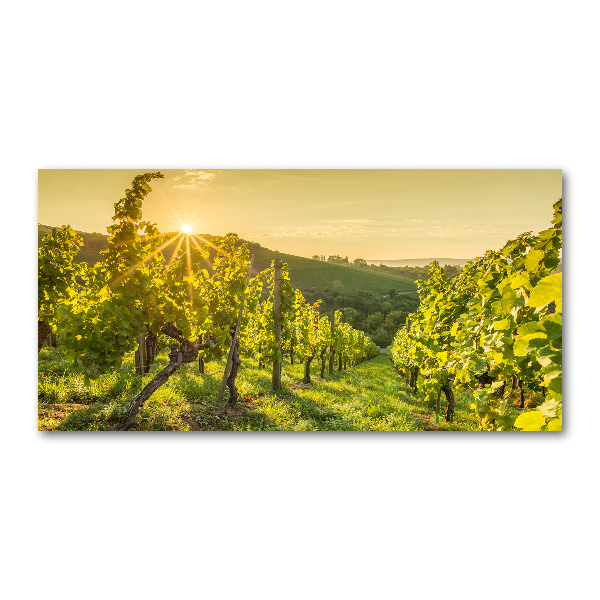 Acrylic print Vineyard