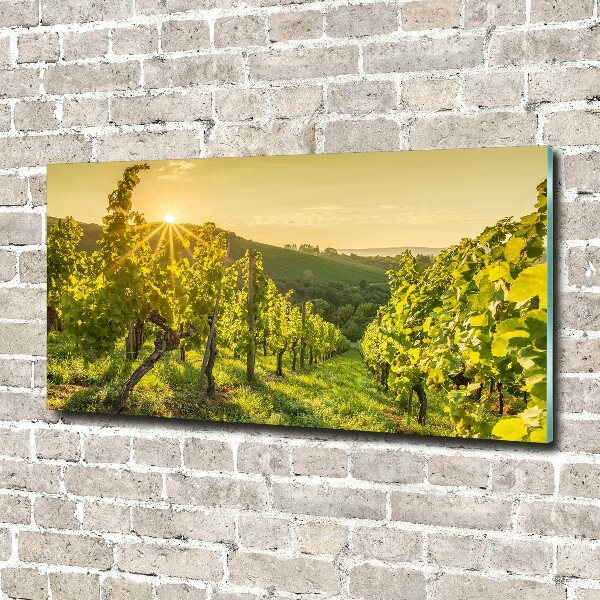 Acrylic print Vineyard