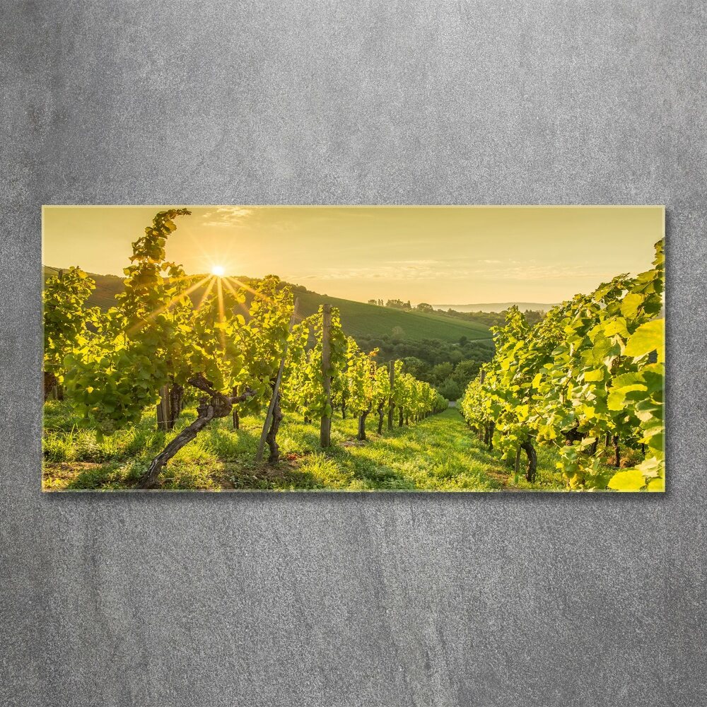 Acrylic print Vineyard