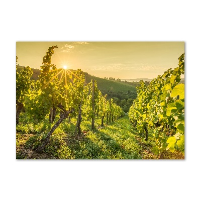 Acrylic print Vineyard