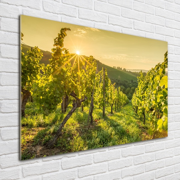 Acrylic print Vineyard