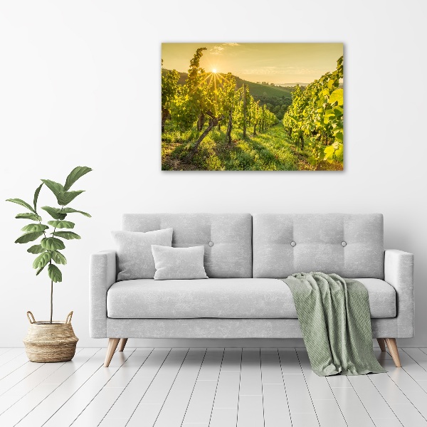 Acrylic print Vineyard