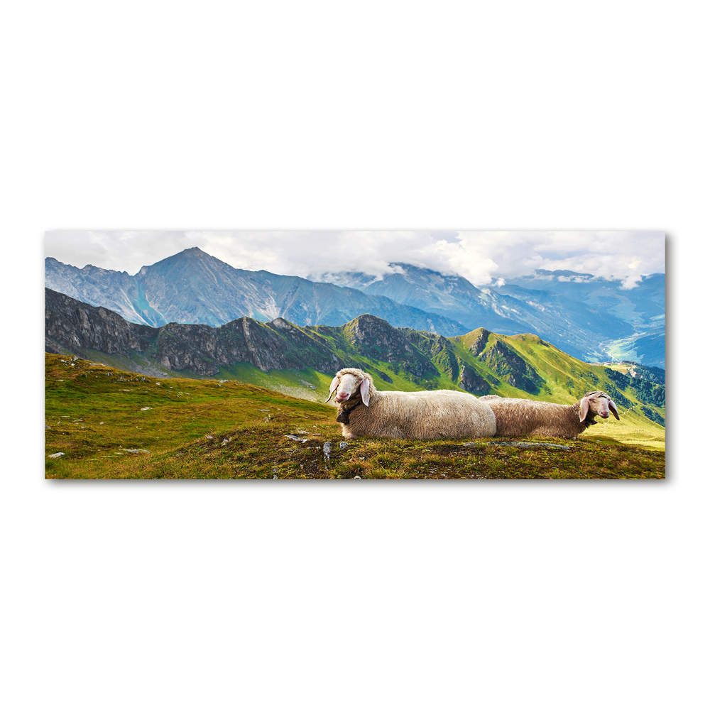 Print on acrylic Sheep in the Alps